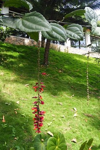 Thunbergia coccinea