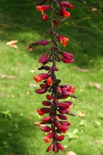 Thunbergia coccinea