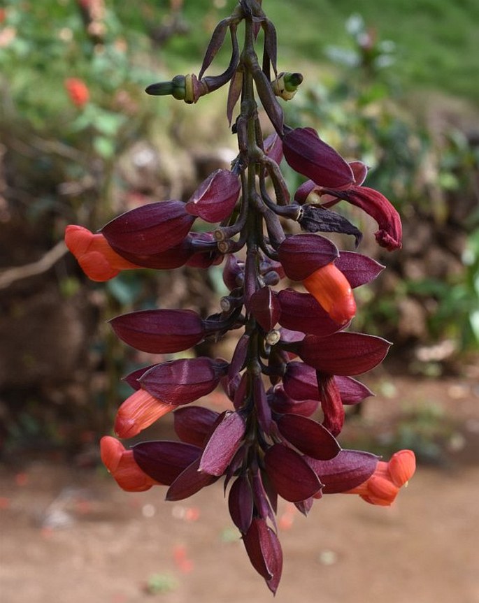 THUNBERGIA COCCINEA Wall. – smatavka