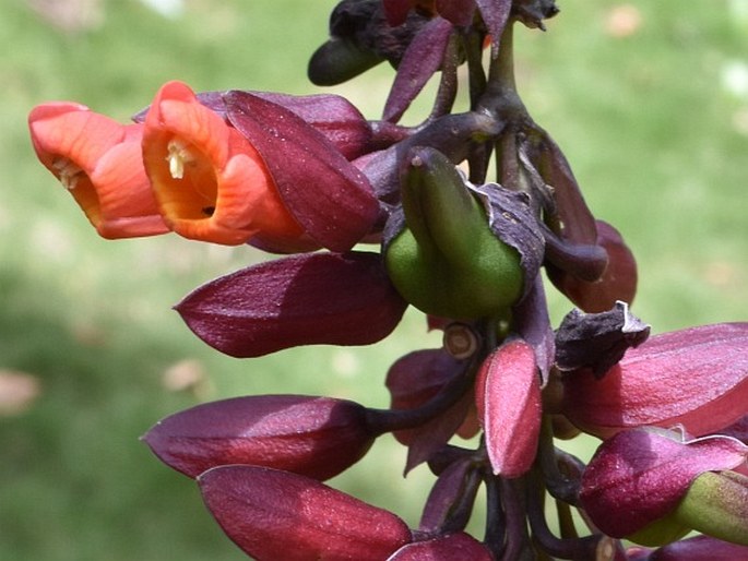 Thunbergia coccinea