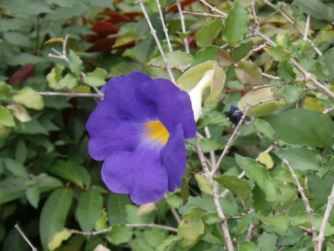 THUNBERGIA ERECTA (Benth.) T. Anderson – smatavka