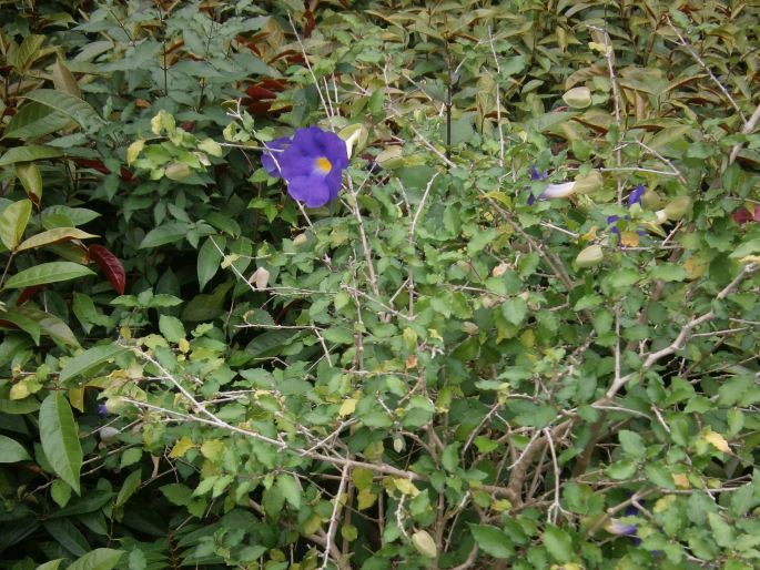 Thunbergia erecta