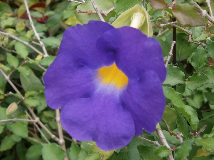 Thunbergia erecta