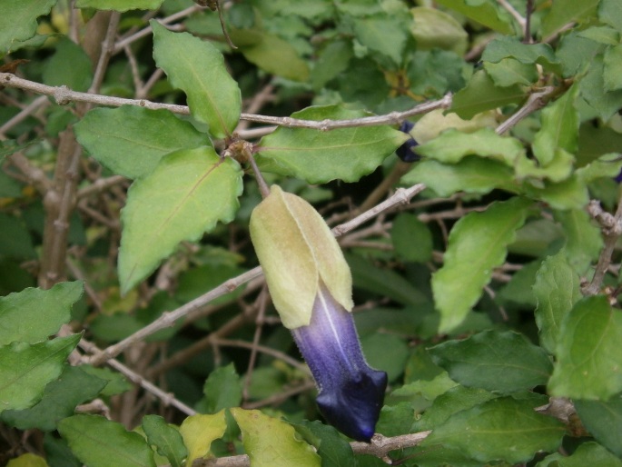 Thunbergia erecta