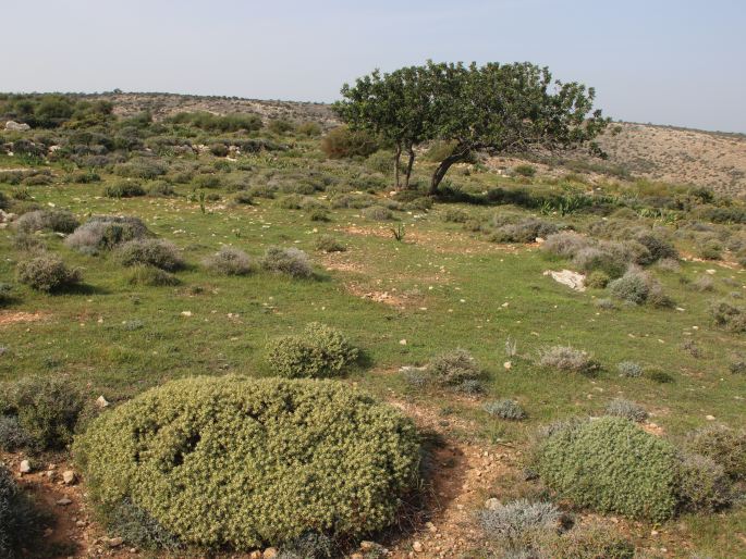 Thymelaea tartonraira subsp. argentea