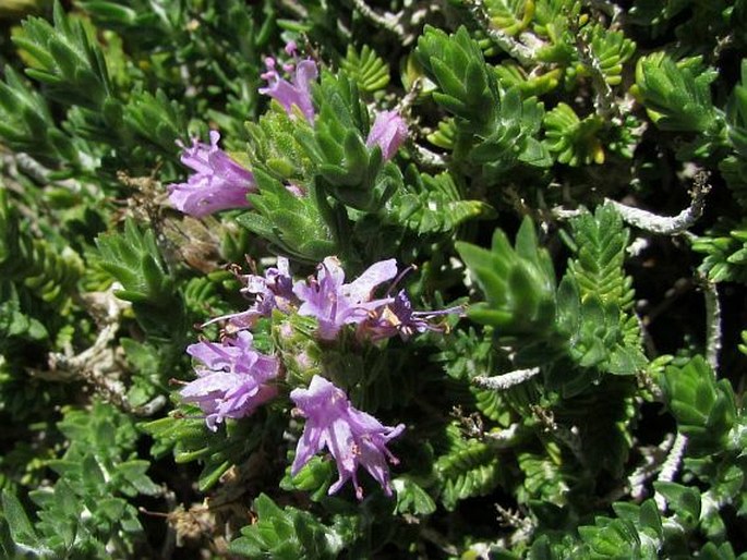 Thymbra capitata