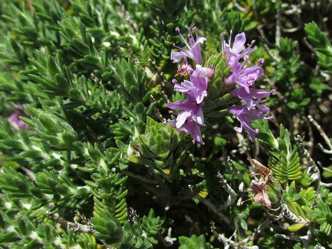 Thymbra capitata