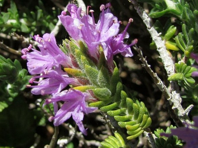 Thymbra capitata