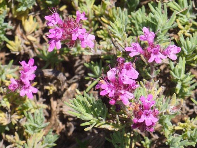 THYMUS CILIATOPUBESCENS (Halácsy) Halácsy - mateřídouška / dúška