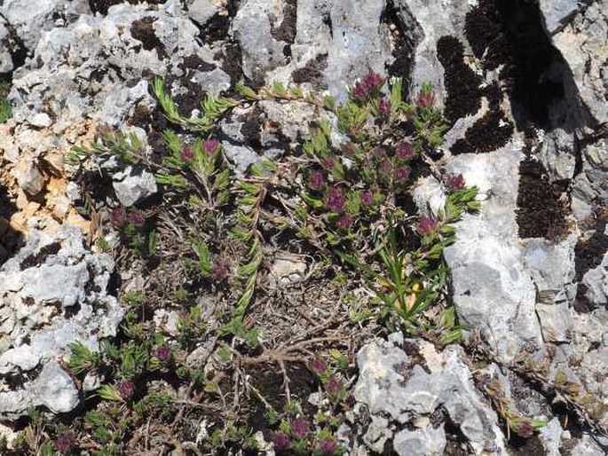 Thymus ciliatopubescens