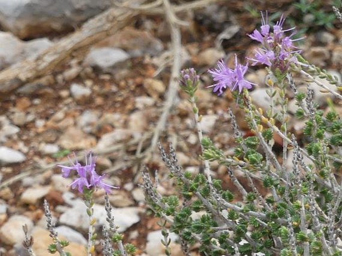 THYMUS LEUCOTRICHUS Halácsy - mateřídouška / dúška