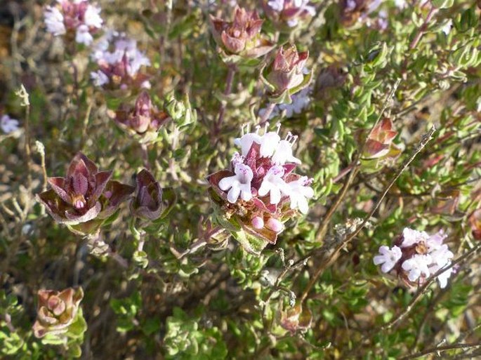 THYMUS CAMPHORATUS Hoffmanns. et Link - mateřídouška / dúška