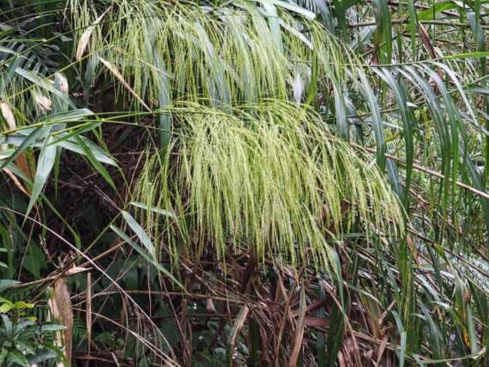 THYSANOLAENA LATIFOLIA (Roxb. ex Hornem.) Honda