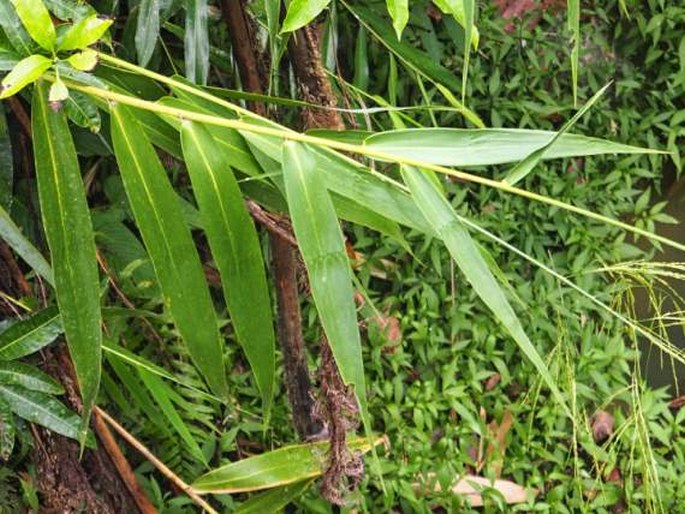 Thysanolaena latifolia