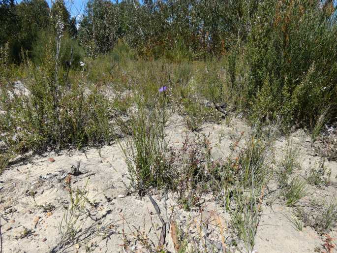 Thysanotus racemoides