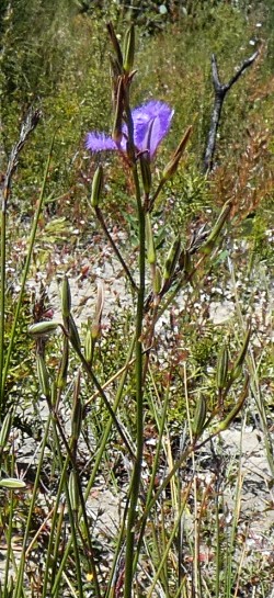 Thysanotus racemoides