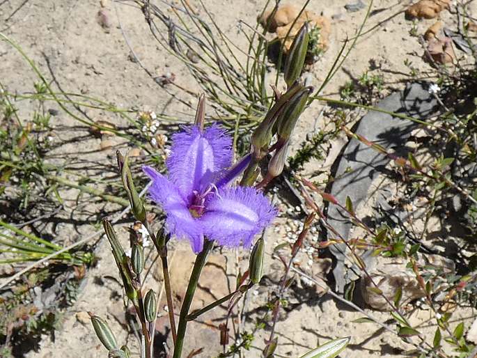 Thysanotus racemoides