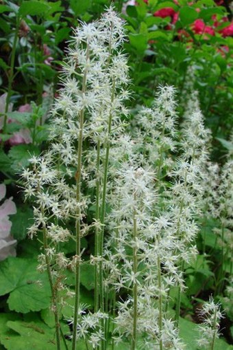 Tiarella cordifolia