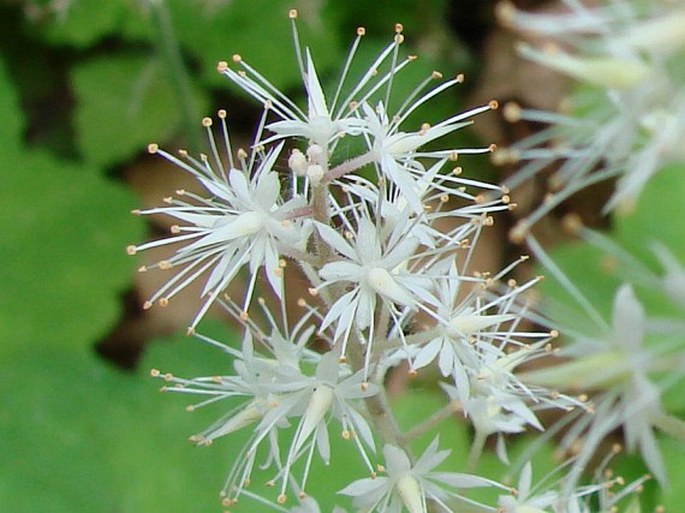 TIARELLA CORDIFOLIA L. - mitrovnička srdcolistá