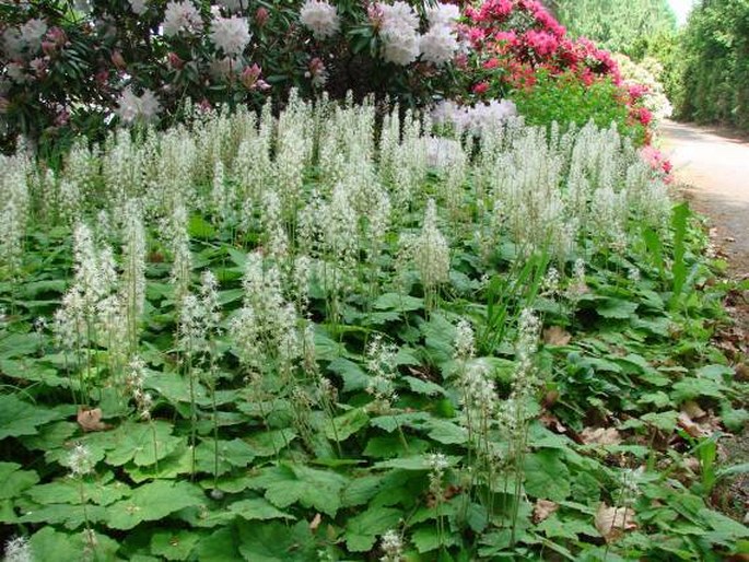 Tiarella cordifolia