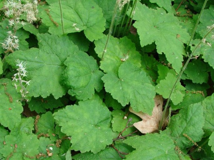Tiarella cordifolia