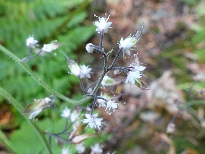 TIARELLA TRIFOLIATA L. - mitrovnička trojlistá