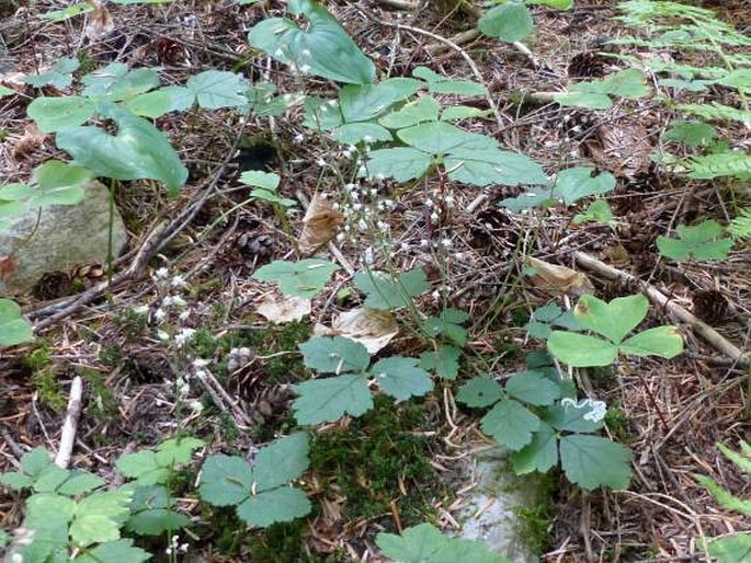 Tiarella trifoliata