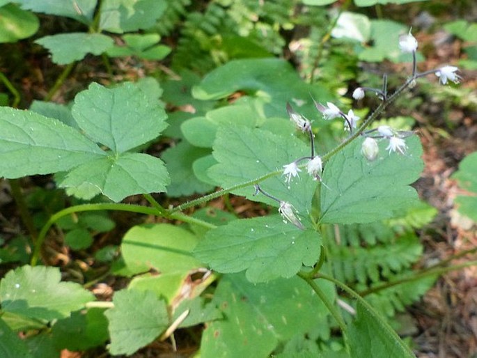 Tiarella trifoliata