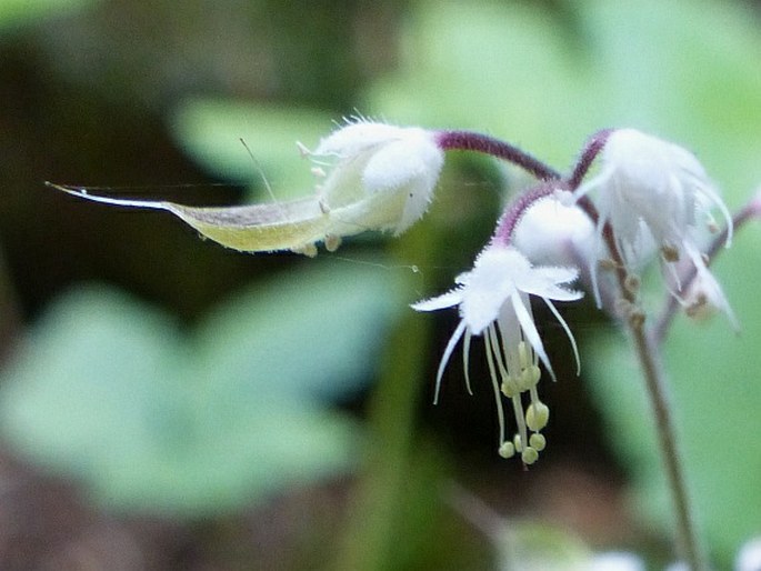 Tiarella trifoliata