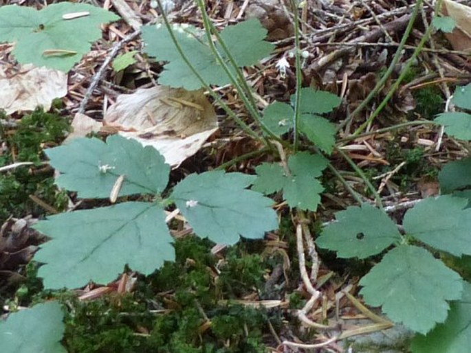 Tiarella trifoliata