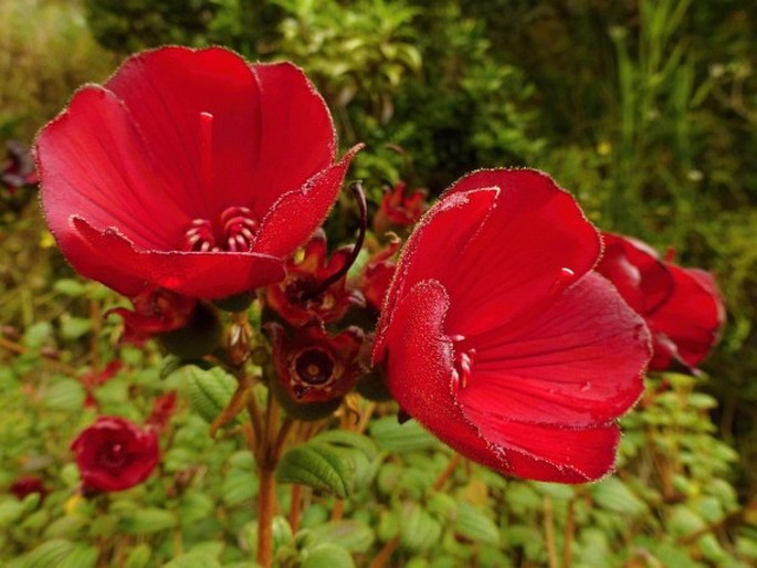 Tibouchina grossa