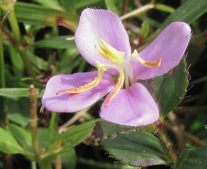 Tibouchina nitida