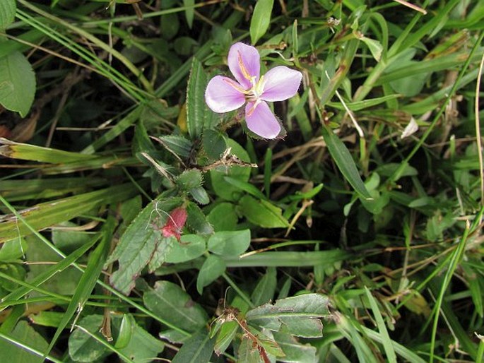 Tibouchina nitida