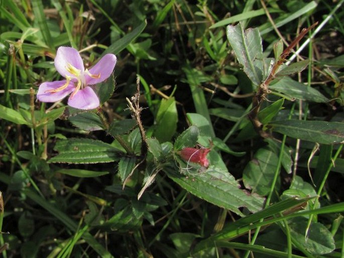 TIBOUCHINA NITIDA (Graham) Cogn.