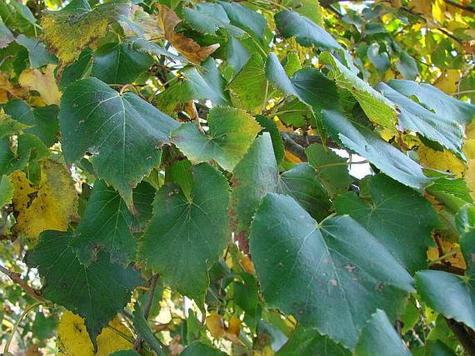 Tilia amurensis