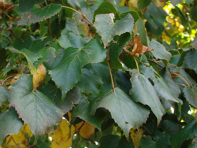 TILIA AMURENSIS Rupr.