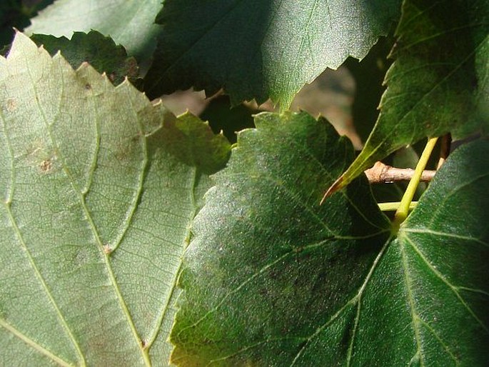 Tilia amurensis