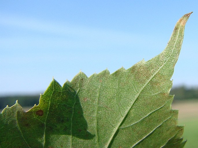 Tilia amurensis