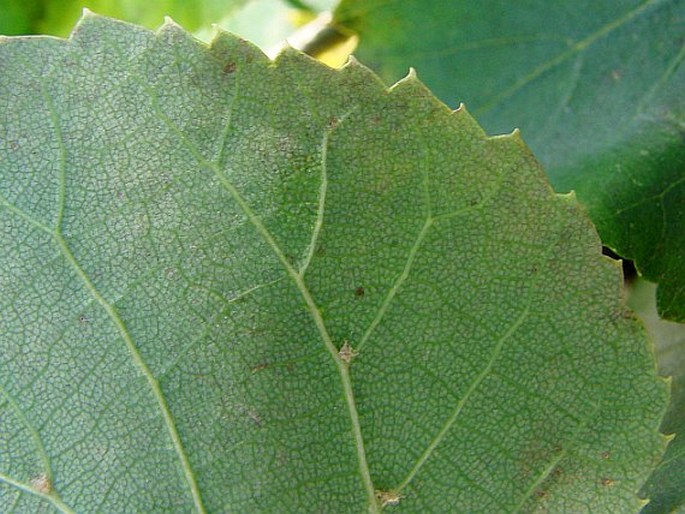 Tilia amurensis