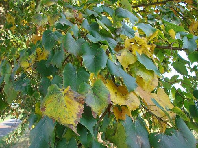 Tilia amurensis