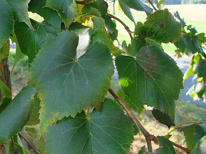 Tilia amurensis