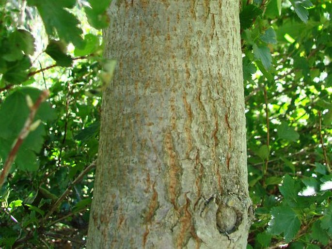 Tilia caroliniana subsp. floridana