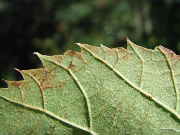 Tilia caroliniana subsp. floridana