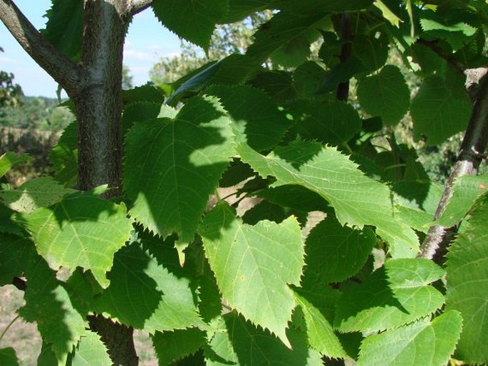 Tilia dasystyla subsp. caucasica