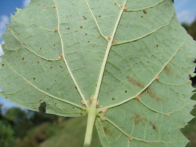 Tilia dasystyla subsp. caucasica