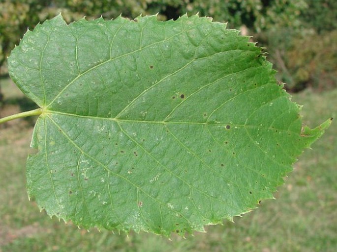 Tilia dasystyla subsp. caucasica