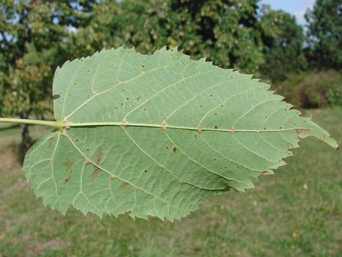 Tilia dasystyla subsp. caucasica