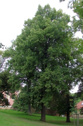 Tilia platyphyllos subsp. cordifolia