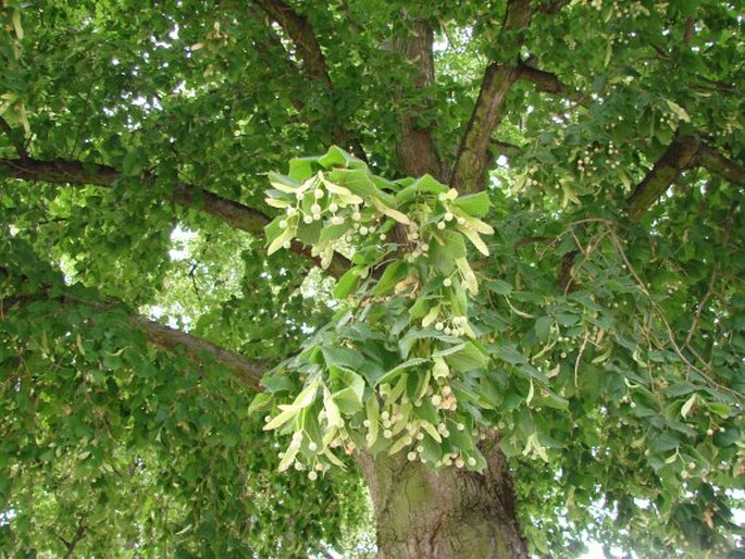 TILIA PLATYPHYLLOS subsp. CORDIFOLIA (Besser) C. K. Schneid. – lípa velkolistá srdcolistá