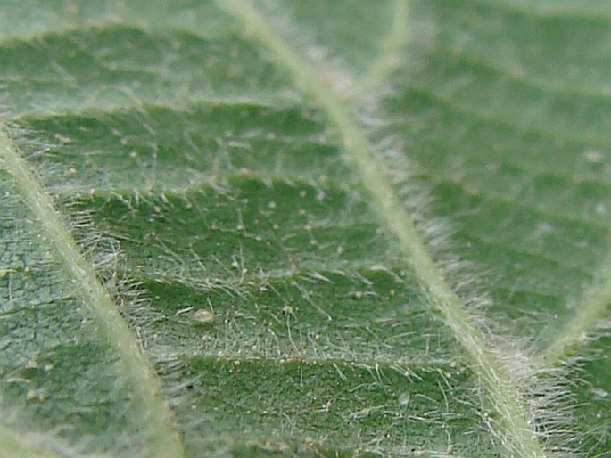 Tilia platyphyllos subsp. cordifolia